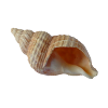 coquillage