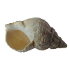 coquillage
