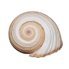 coquillage